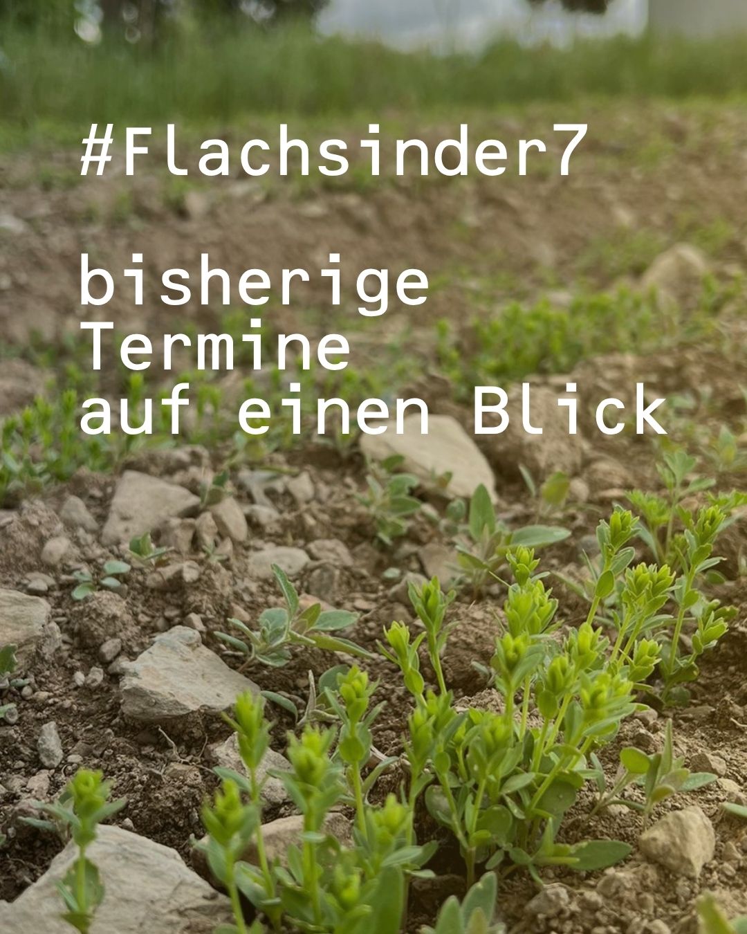 Alles auf einen Blick - das Flachs-Projekt in der 7