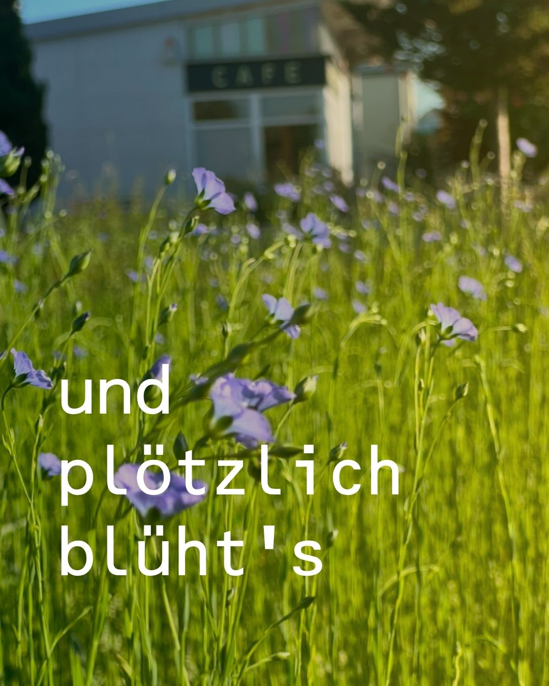 Flachsblüte - unerwartet früh