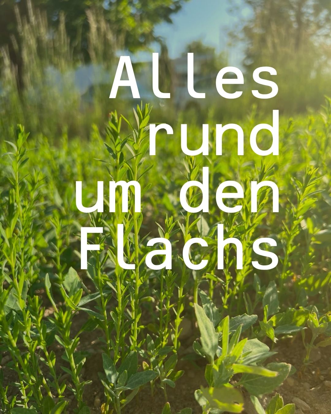 Flachs & Leinen: Was auf unserem Feld in Schwarzenbach wächst